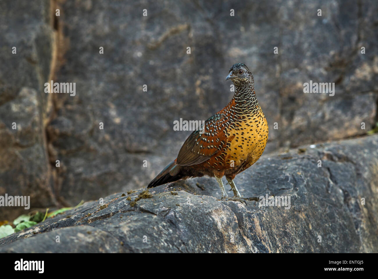 Il dipinto spurfowl [Galloperdix lunulata] su una collina rocciosa a Ranthambhore foresta, India. Foto Stock