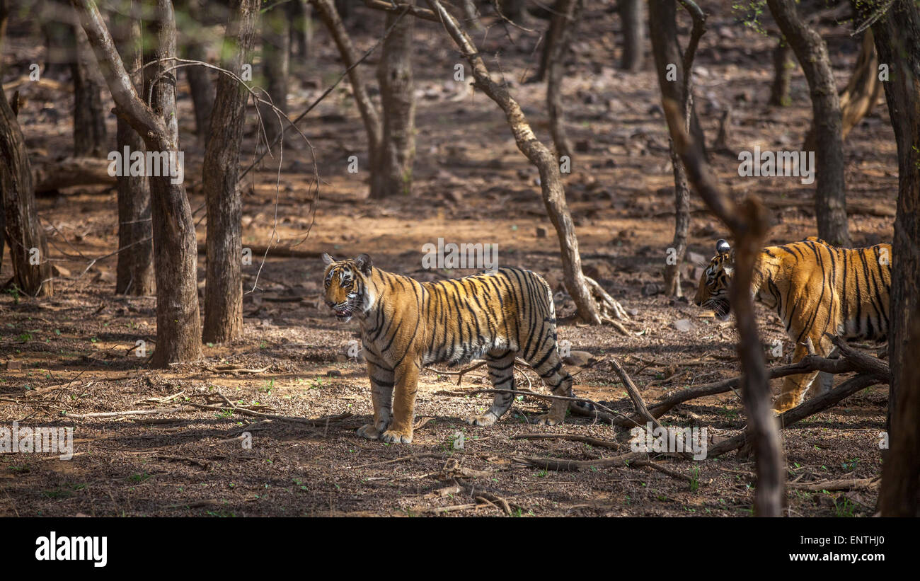 Giovani Tiger pattugliamento del territorio con la madre a Ranthambhore, foresta, India. ( Panthera Tigris ) Foto Stock