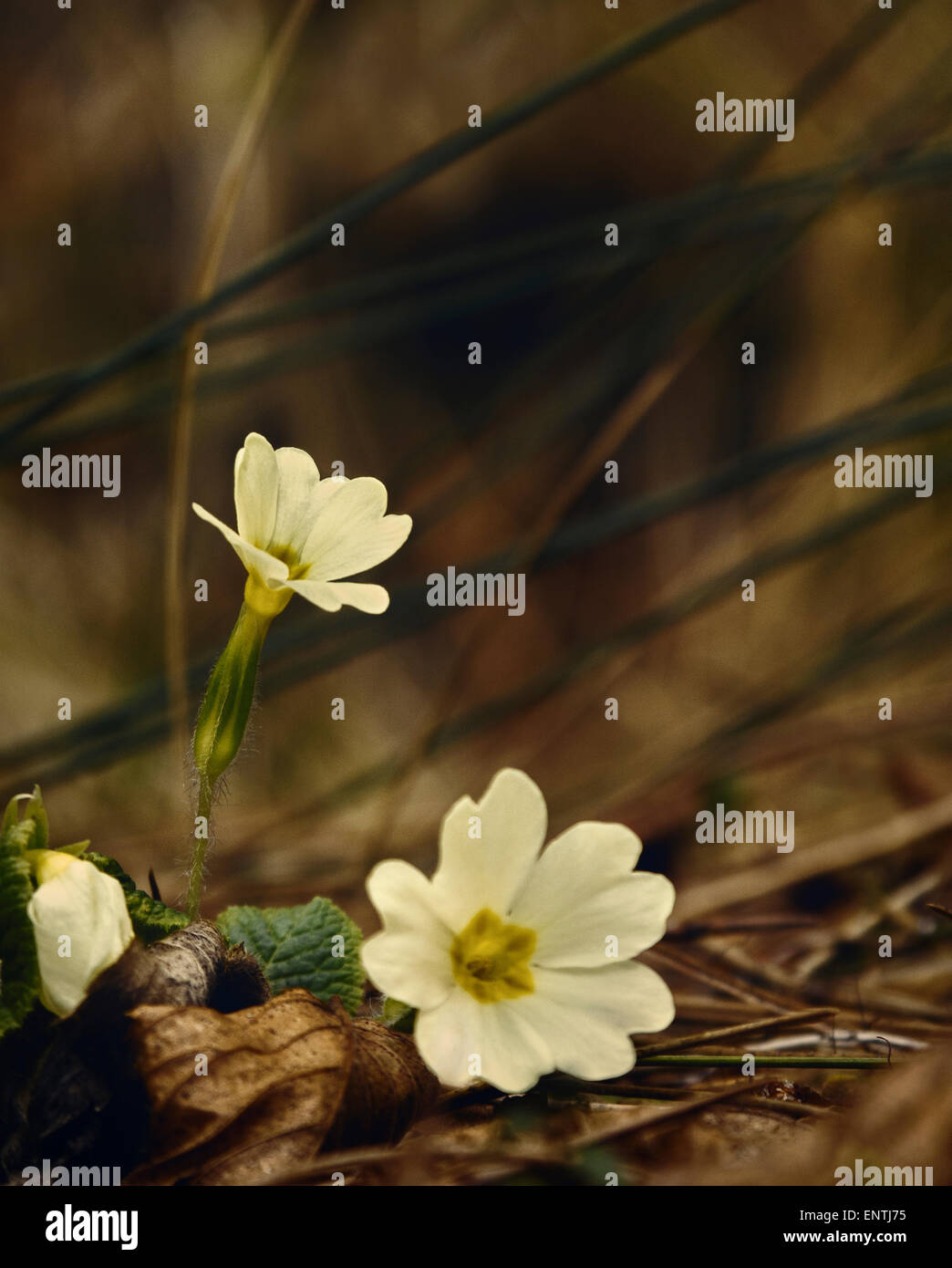 Il giallo dei fiori di montagna. Foto Stock