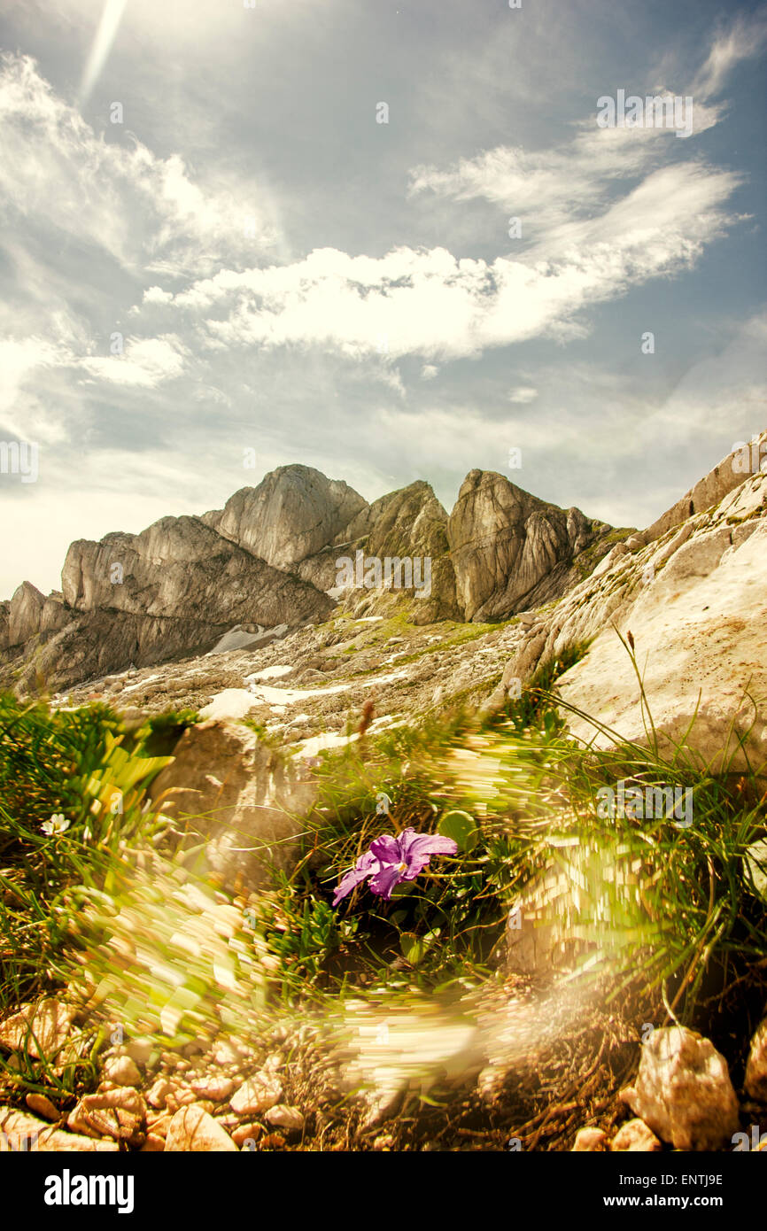Fiore di montagna Foto Stock
