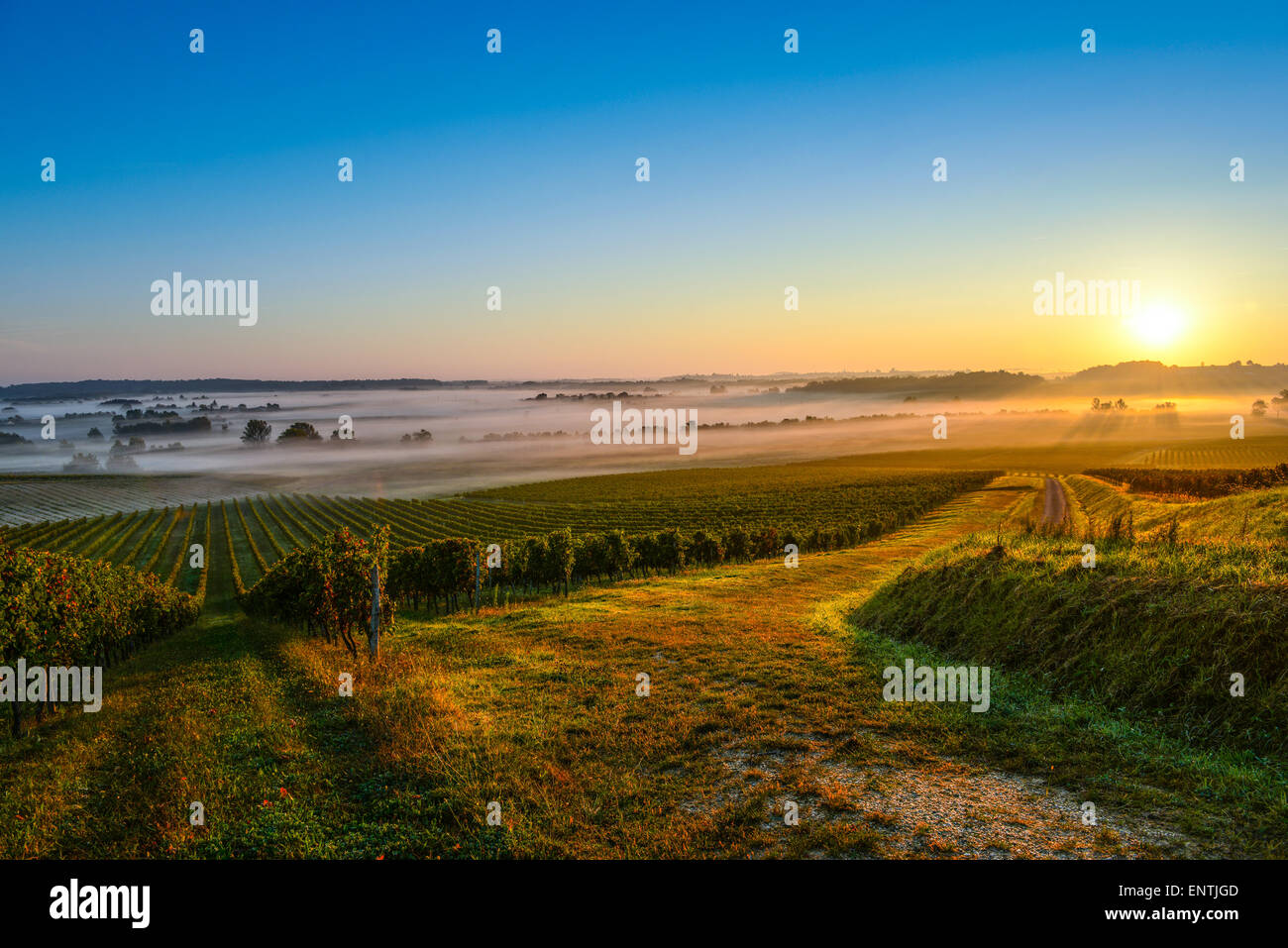 Vigneto Sunrise a Bordeaux Vineyard-France Foto Stock