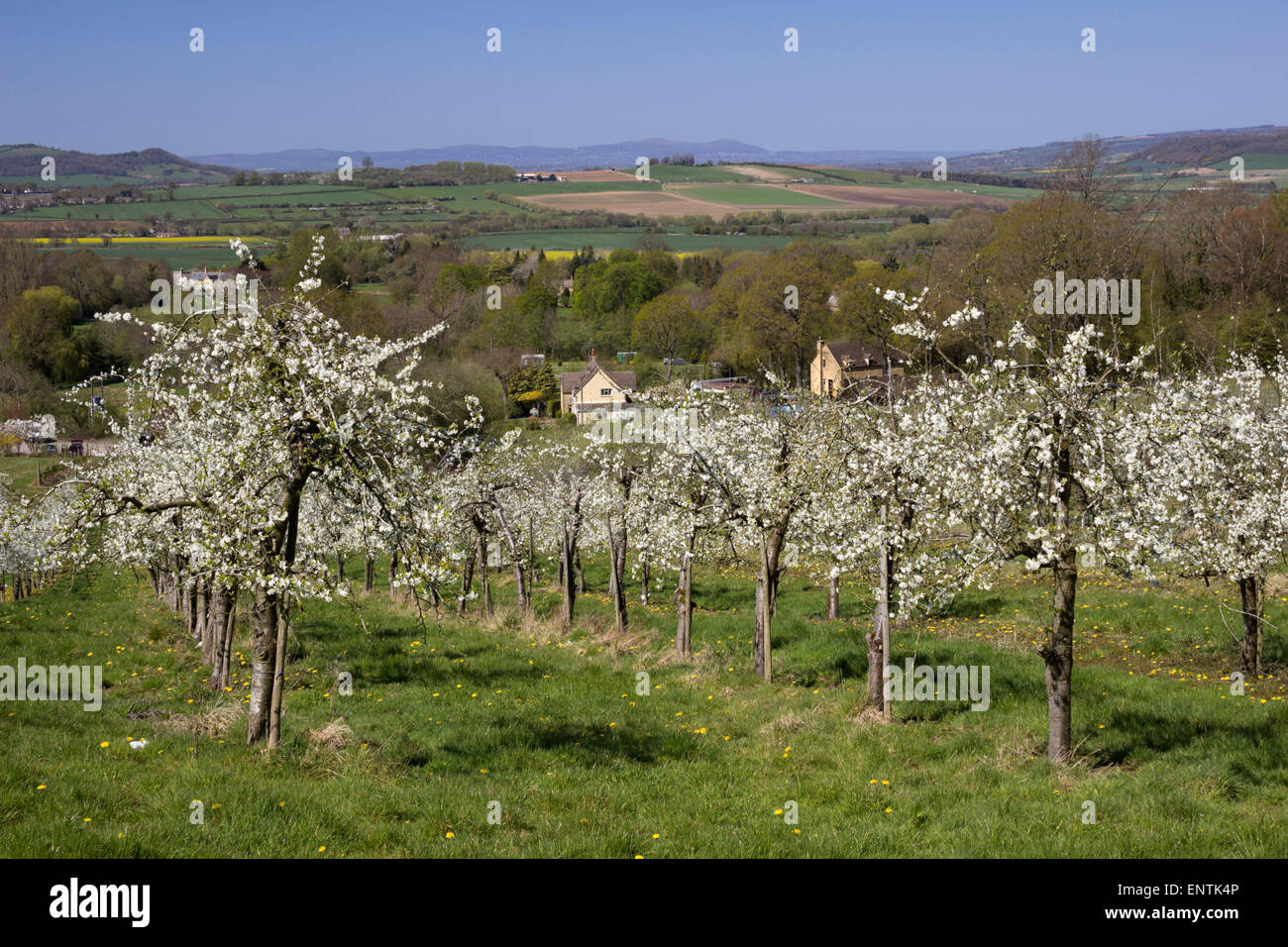 Albero di prugna Fiore e Cotswold paesaggio, Hailes, nei pressi di Winchcombe, Cotswolds, Gloucestershire, England, Regno Unito, Europa Foto Stock