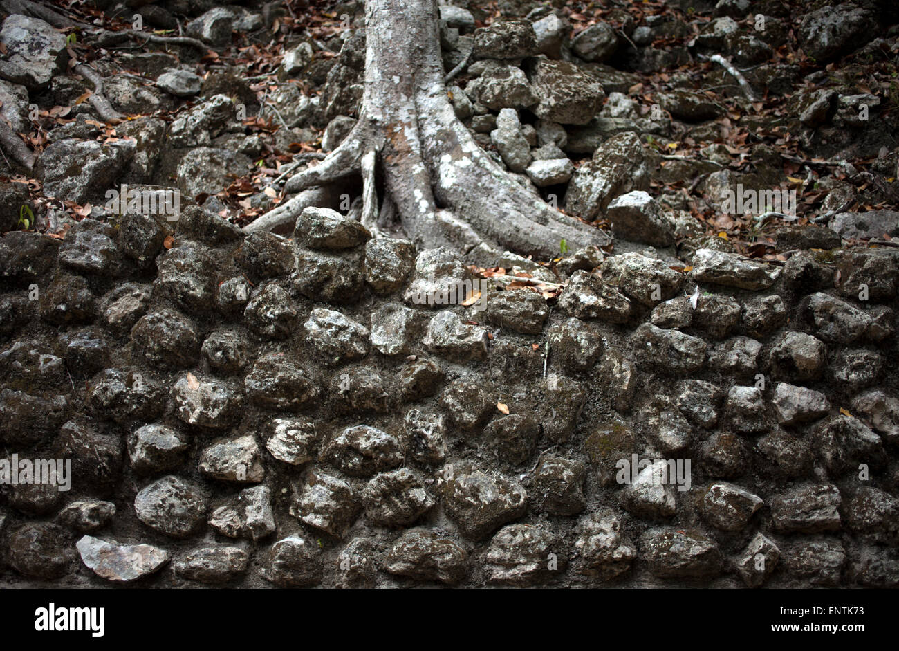 Un albero cresce in un tempio di Calakmul Riserva della Biosfera, stato di Campeche, la penisola dello Yucatan, Messico Foto Stock