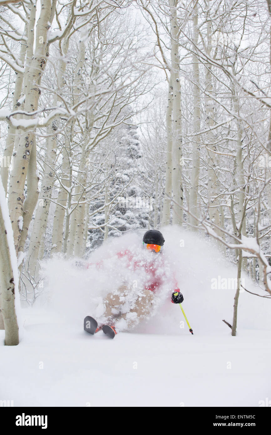 Un uomo sci di polvere fresca in Aspen alberi di Snowbird, Utah Foto Stock