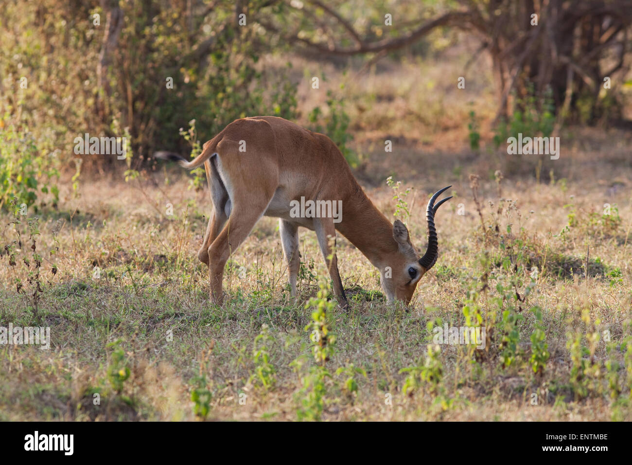 Buffon Kob o Western Kob (Kobus kob). Maschio o Buck, pascolo. Mole National Park. Il Ghana. Africa occidentale. Nota il movimento della coda. Foto Stock