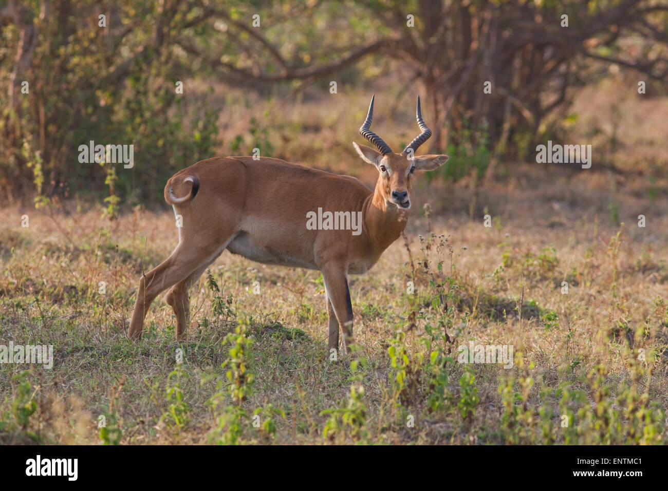 Buffon Kob o Western Kob (Kobus kob). Maschio o Buck, pascolo. Mole National Park. Il Ghana. Africa occidentale. Regolare movimento delle ganasce. Foto Stock