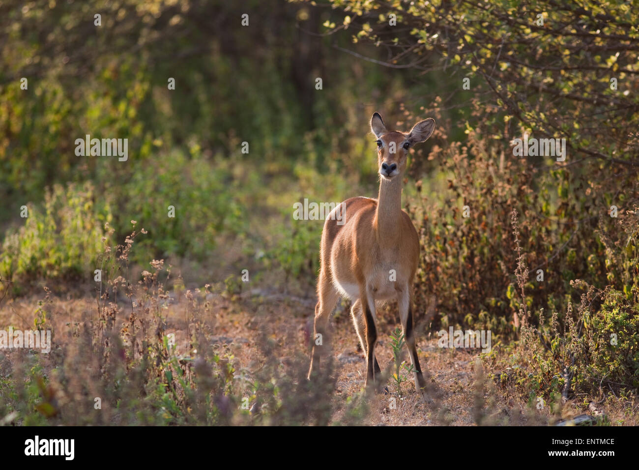 Buffon Kob o Western Kob (Kobus kob). Femmina. Le femmine non hanno corna. Foto Stock