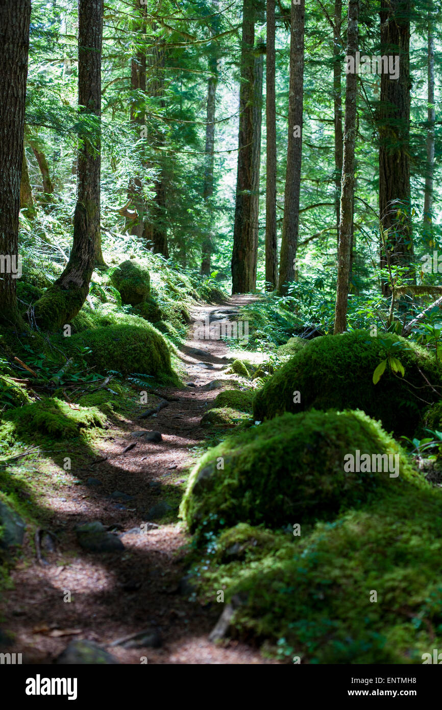 Umpqua River Trail. Foto Stock