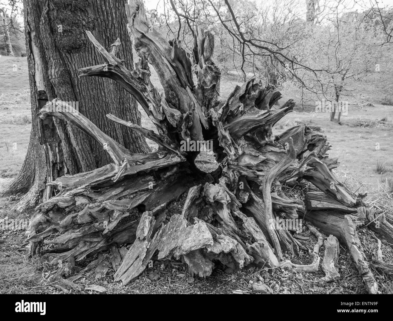 Caduto Oak tree root in bianco e nero Foto Stock