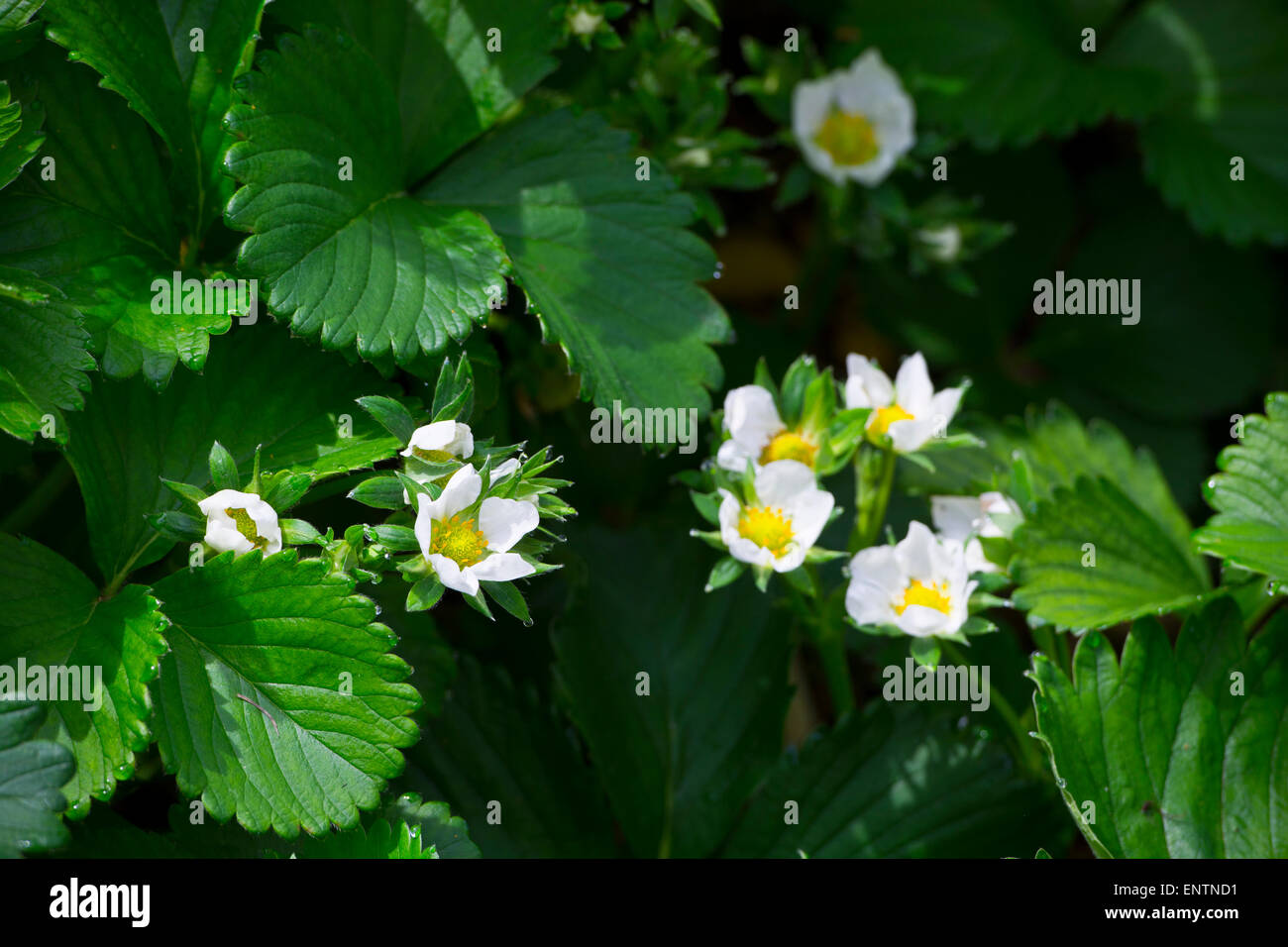 Fiori su piante di fragola in giardino Foto Stock