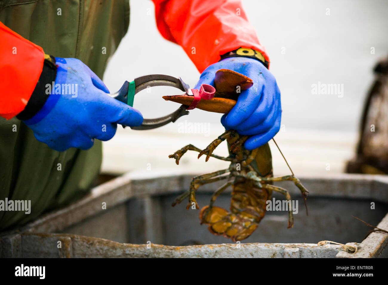 Lobster fisherman mettendo una fascia di gomma sulla griffa in Prince Edward Island, Canada. Foto Stock