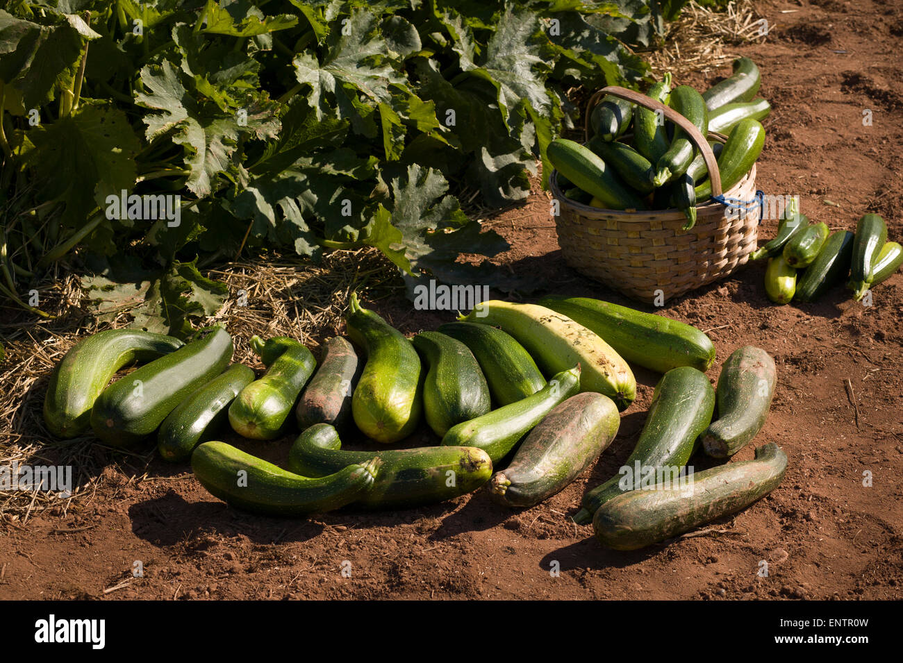 Organici di zucchine raccolte in Prince Edward Island, Canada. Foto Stock