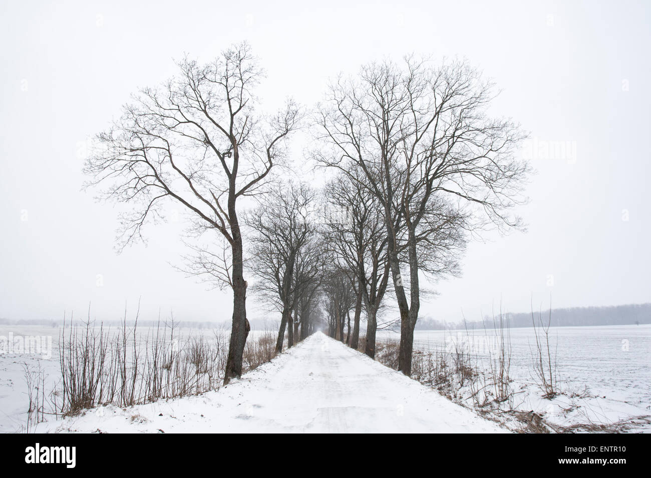 Una coperta di neve strada strada fiancheggiata da alberi vicino Starbienino, Polonia. Foto Stock