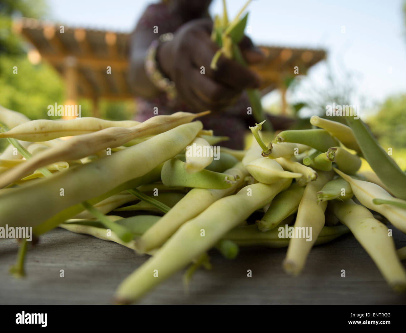 Agricoltore pulizia cera Golden Bean bush a piegare Manton comunità giardino di Providence, Rhode Island. Foto Stock