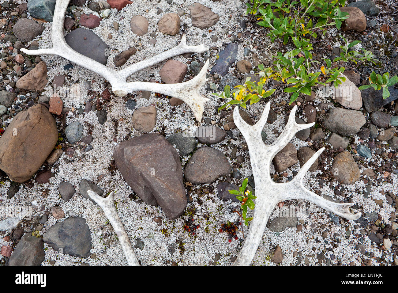 Imbianchiti caribou palchi (Rangifer tarandus) sulla terra vicino Skolai Pass, Wrangell-St. Elias National Park, Alaska. Foto Stock