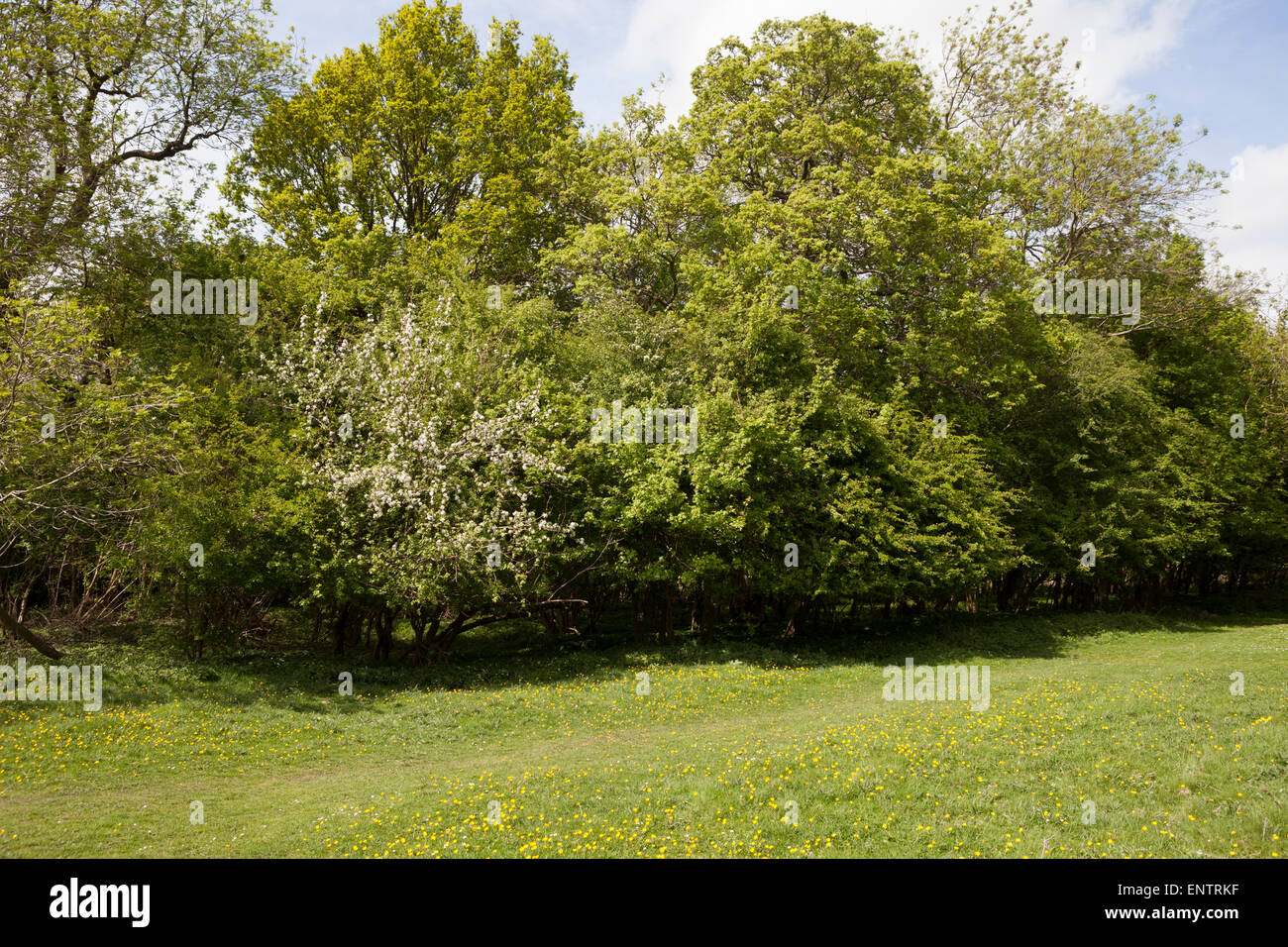 Siepe mista specie, crab apple, biancospino, acero campestre Foto Stock