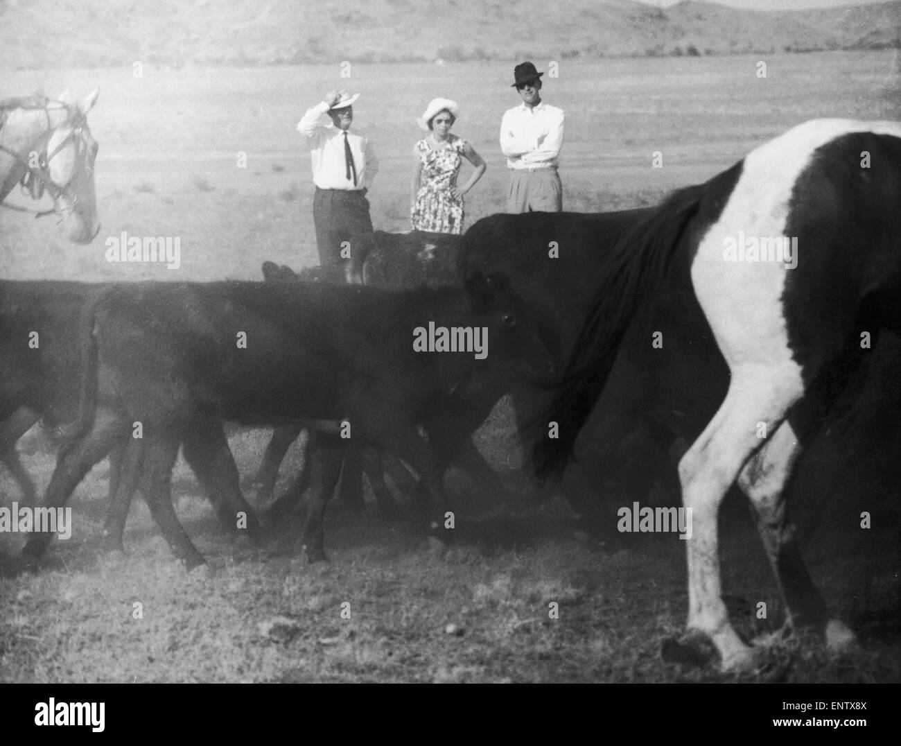 Royal Tour di Australia. La regina e il Duca di Edimburgo a guardare stockmen round il bestiame nei pressi di Alice Springs. Il 18 marzo 1963. Foto Stock