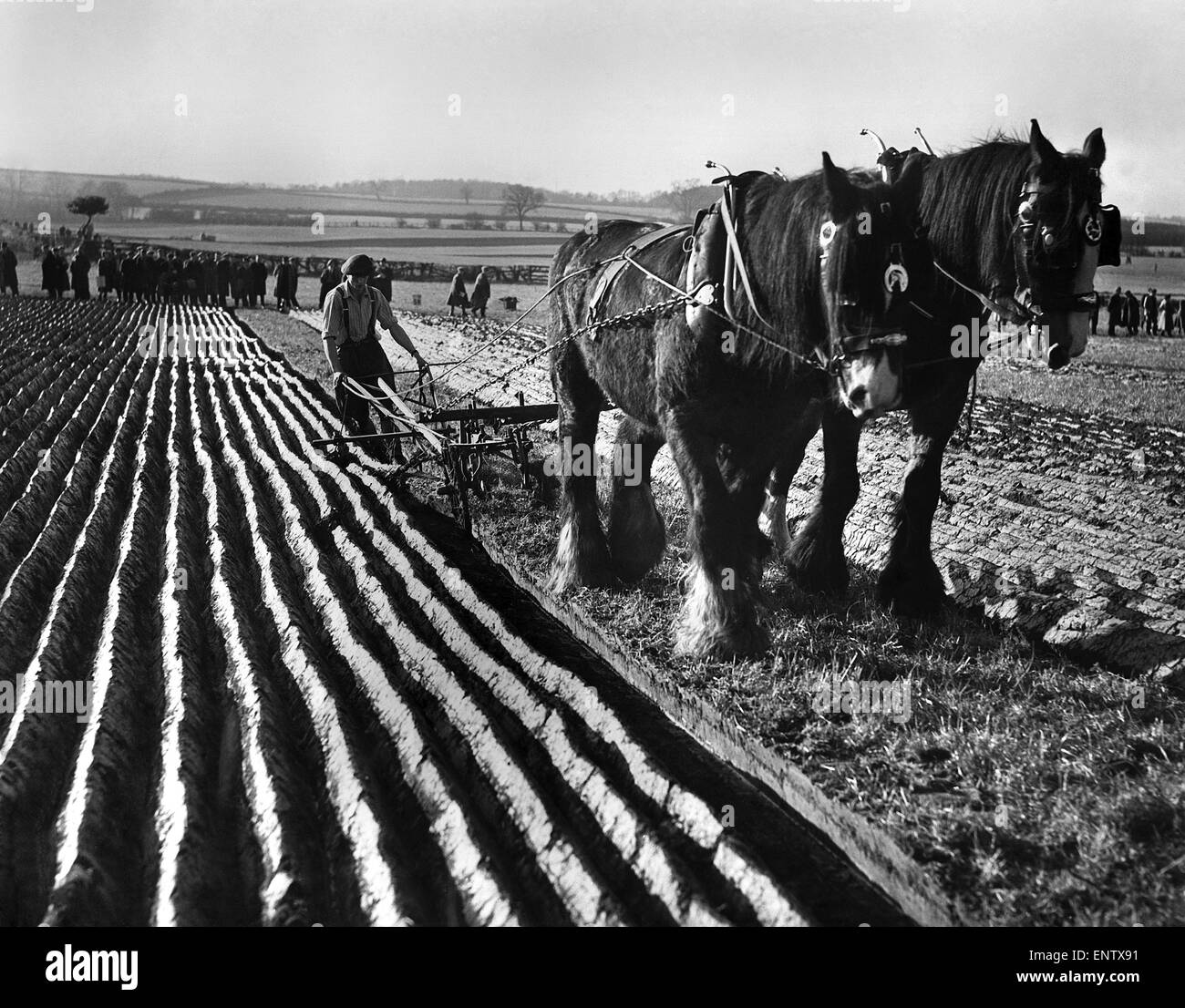 British Campionato Nazionale Match di aratura, Tadcaster. Lavorando sotto sforzo di guidare il suo aratro nel secondo posto a cavallo del campionato di aratura della Gran Bretagna è Albert Battye di Penistone, Yorks. 14 Novembre 1951 Foto Stock
