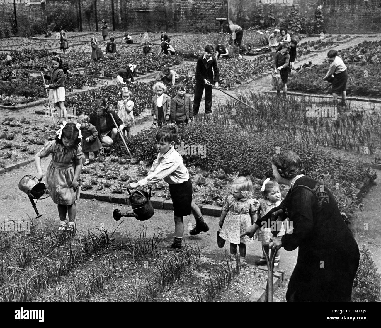 I bambini di coltivare il proprio cibo di vitamina a Londra attaccato sito. Quaranta Clerkenwell scuola i bambini hanno il loro proprio giardino tenute sotto la coltura dopo i detriti erano stati cancellati dal sito in Great Sutton Street vicino a Smithfield del mercato della carne. Crescono le cipolle cavolo rapa Pastinaca Radici di barbabietola e di menta prezzemolo e portare a casa il prodotto. Rex spaniel è il custode degli utensili che vengono consegnati con la sig.ra Lang, che assiste quotidianamente. Il sito è stato preso in consegna dalla met. Giardini Pubblici di associazione e questo è il primo di una serie di altre parti di Londra. H. Smith giardiniere assiste per aiutare i bambini a. Luglio 1947 Foto Stock