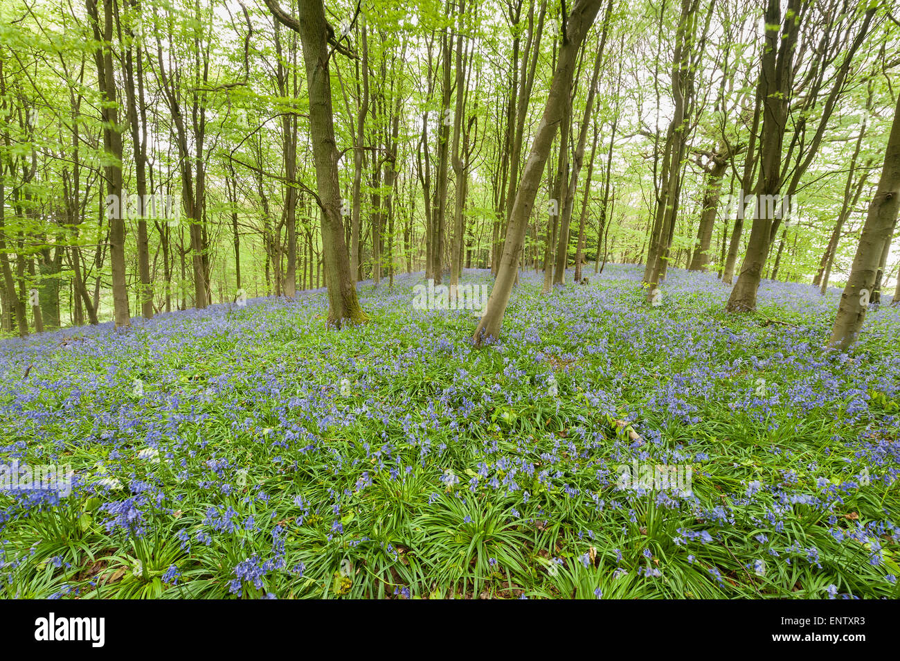 Un sacco di wild bluebells fiori in primavera prato sotto deciduo Sweet Chestnut Tree leaf tettoia aperta radura boschiva Foto Stock