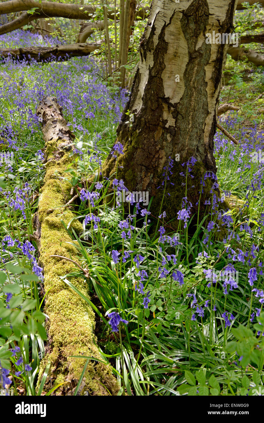 Bluebells foresta moquette del pavimento di legno Waresley Cambridgeshire Inghilterra Foto Stock