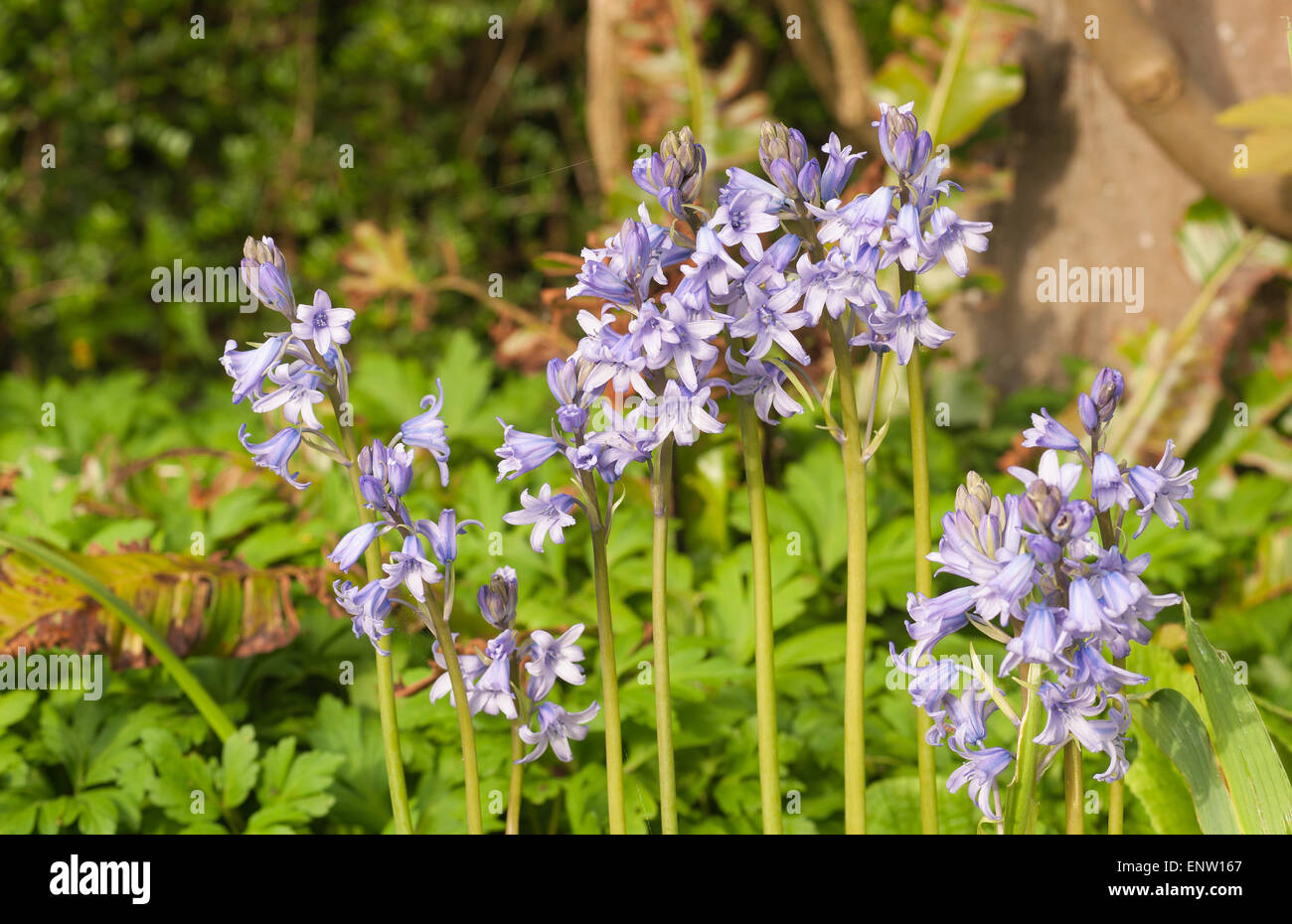 Invasori specie esteri spagnolo Bluebell spostando lentamente il British bluebells habitat in boschi e bosco tutto il paese Foto Stock