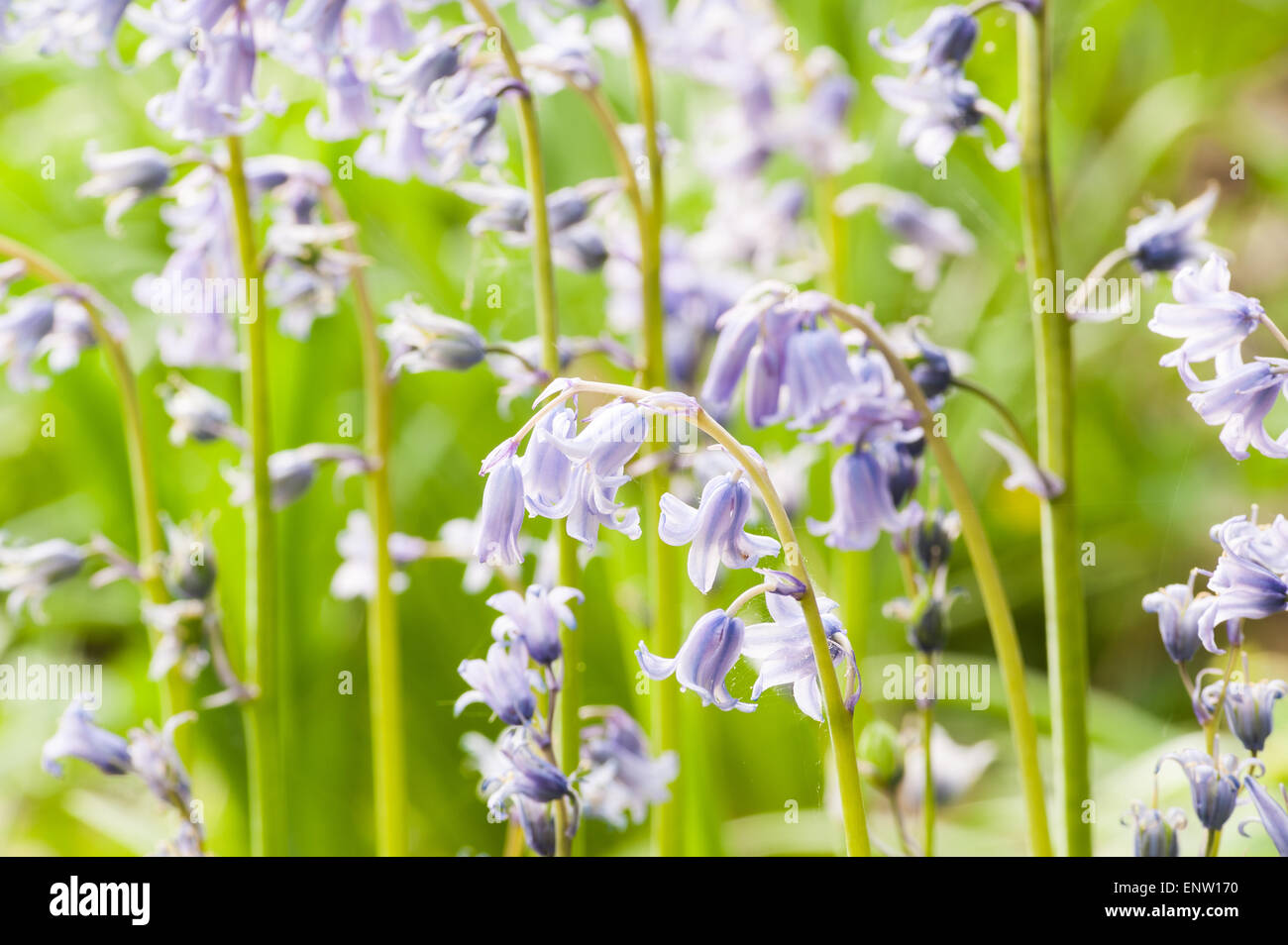 Luce del sole di primavera brilla la vita in un antico castagno bosco di faggio con un pavimento di foresta delle Bluebells e sentieri nella foresta Foto Stock