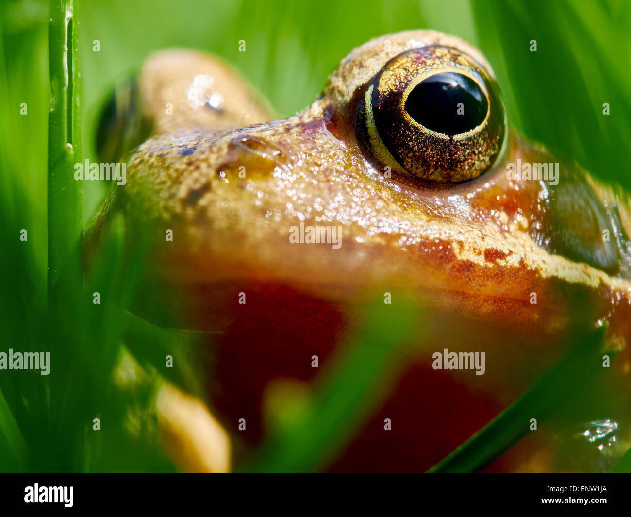 Frog il peering attraverso fili di erba su un giardino prato in primavera. Foto Stock