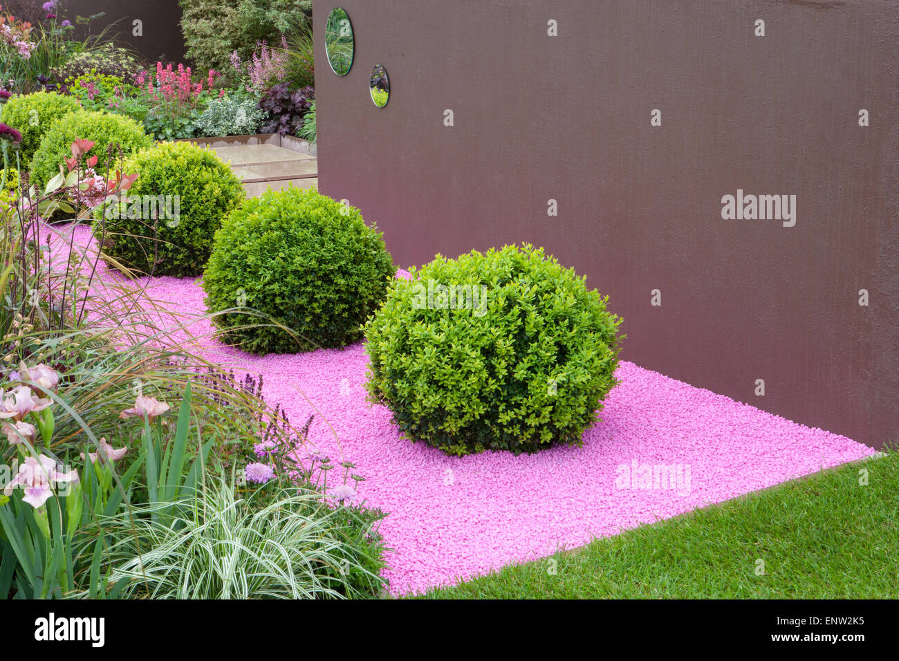 Piccolo e moderno giardino di ghiaia con Buxus sempervirens - box palle topiary su colorato pacciame giardino primavera UK Malvern Show Foto Stock