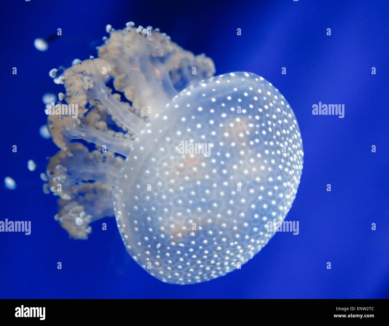 Bella meduse nuotare nell'oceano blu Foto Stock
