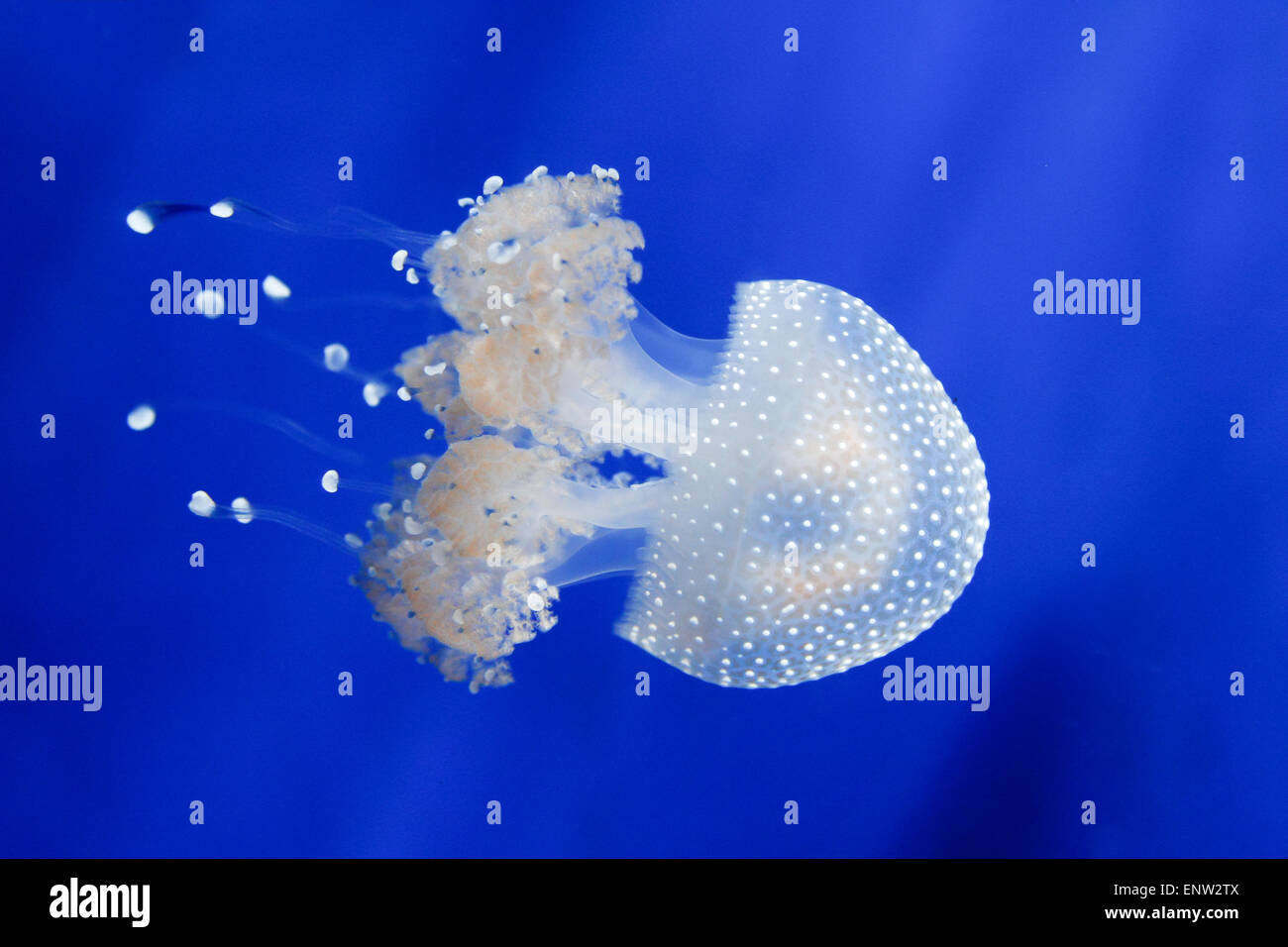 Bella meduse nuotare nell'oceano blu Foto Stock
