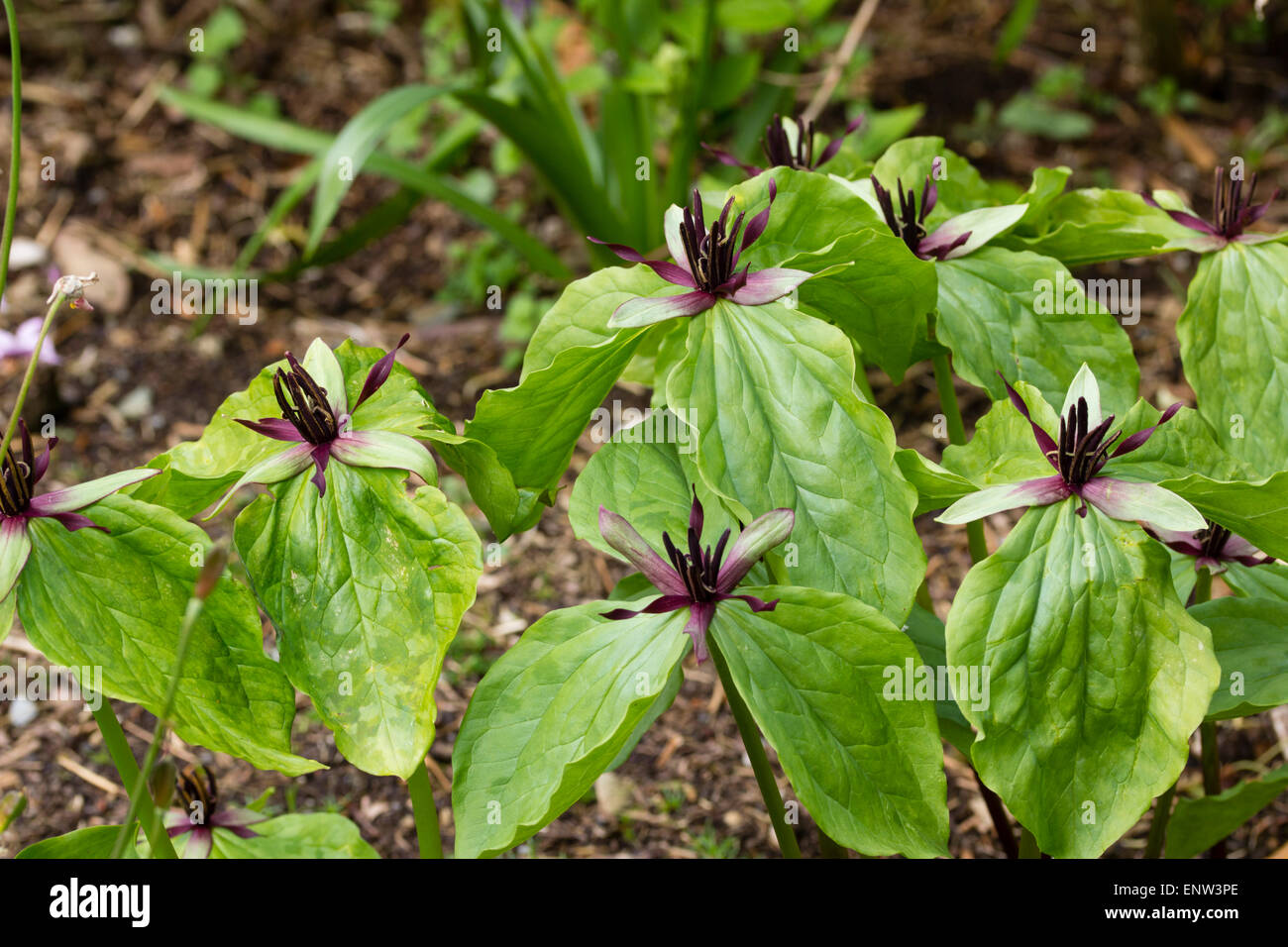 Tarda primavera fiori dell'effimero wake robin, Trillium stamineum Foto Stock