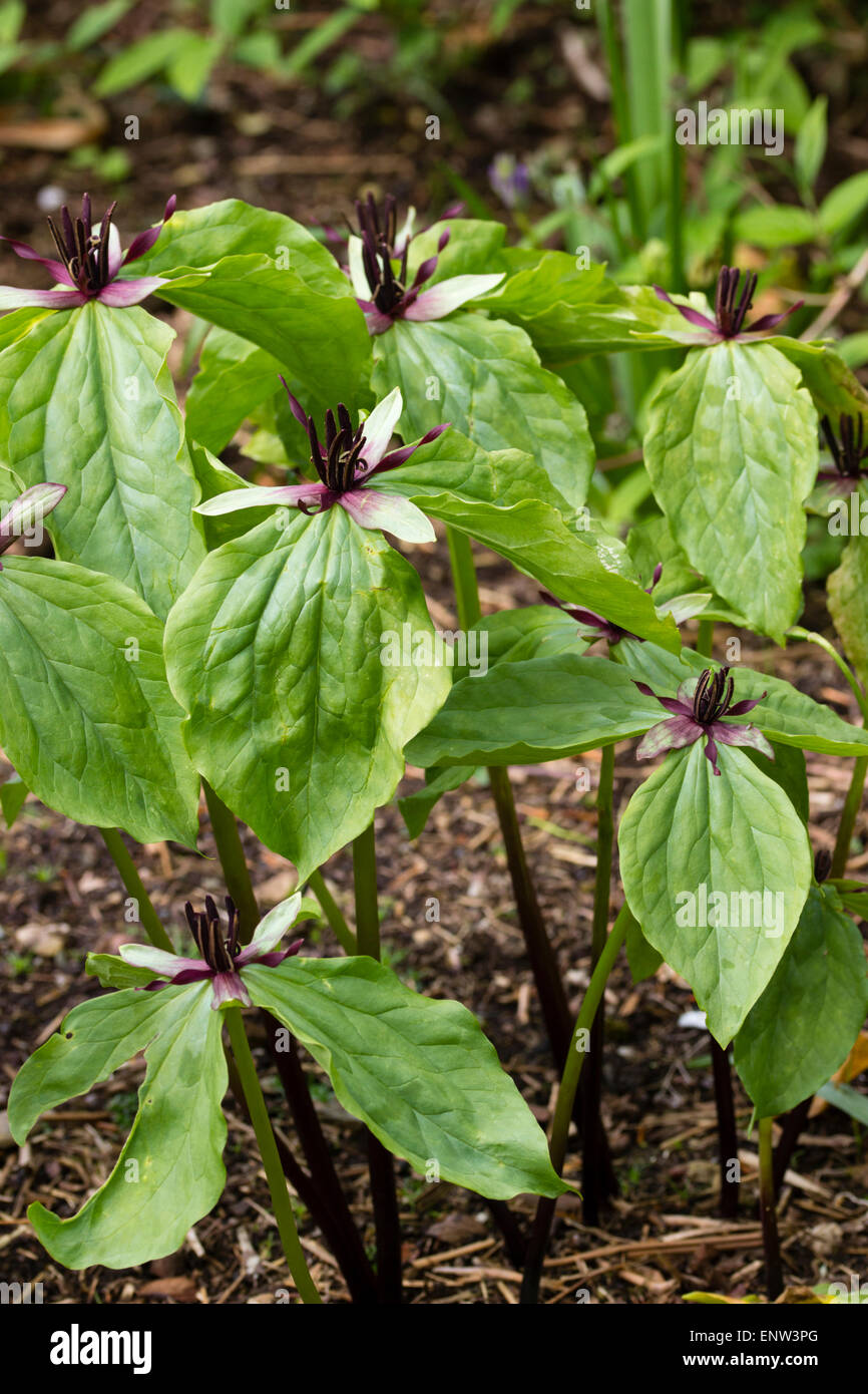 Tarda primavera fiori dell'effimero wake robin, Trillium stamineum Foto Stock