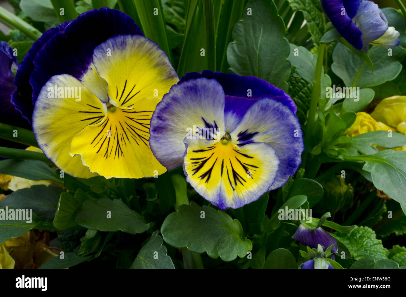 Facce di colore giallo-blu pansies Foto Stock