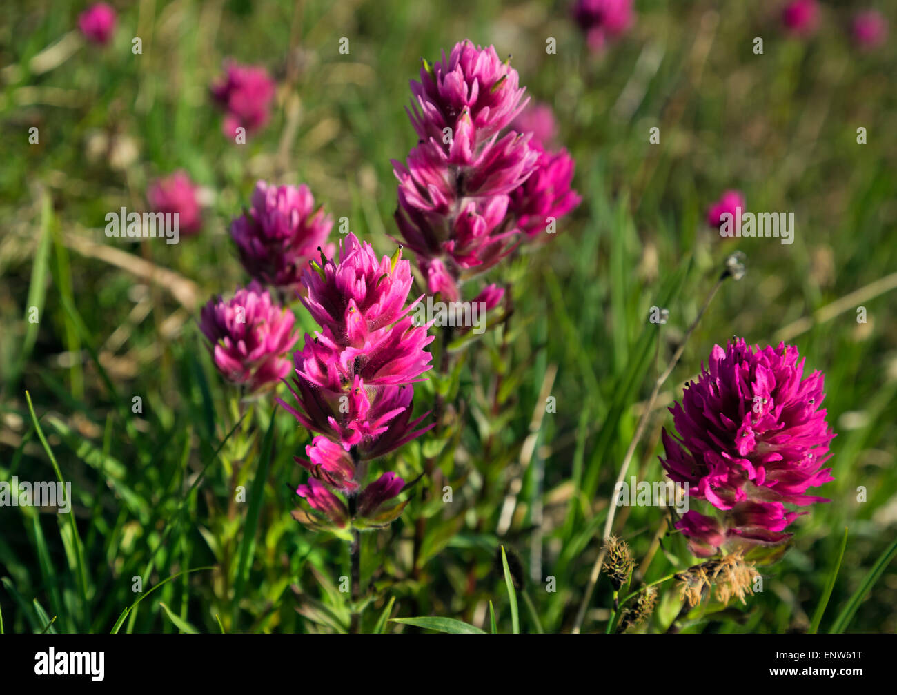 WA10676-00...WASHINGTON - Pennello che fiorisce in un prato lungo il divario elevato nel Parco Nazionale di Olympic. Foto Stock