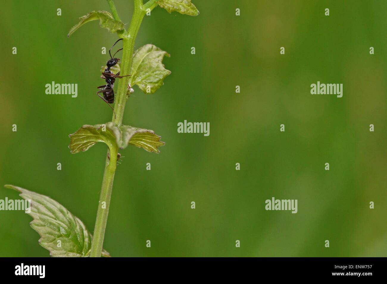 Ant salendo sulla pianta selvatica con sfondo verde e la camera per il testo Foto Stock