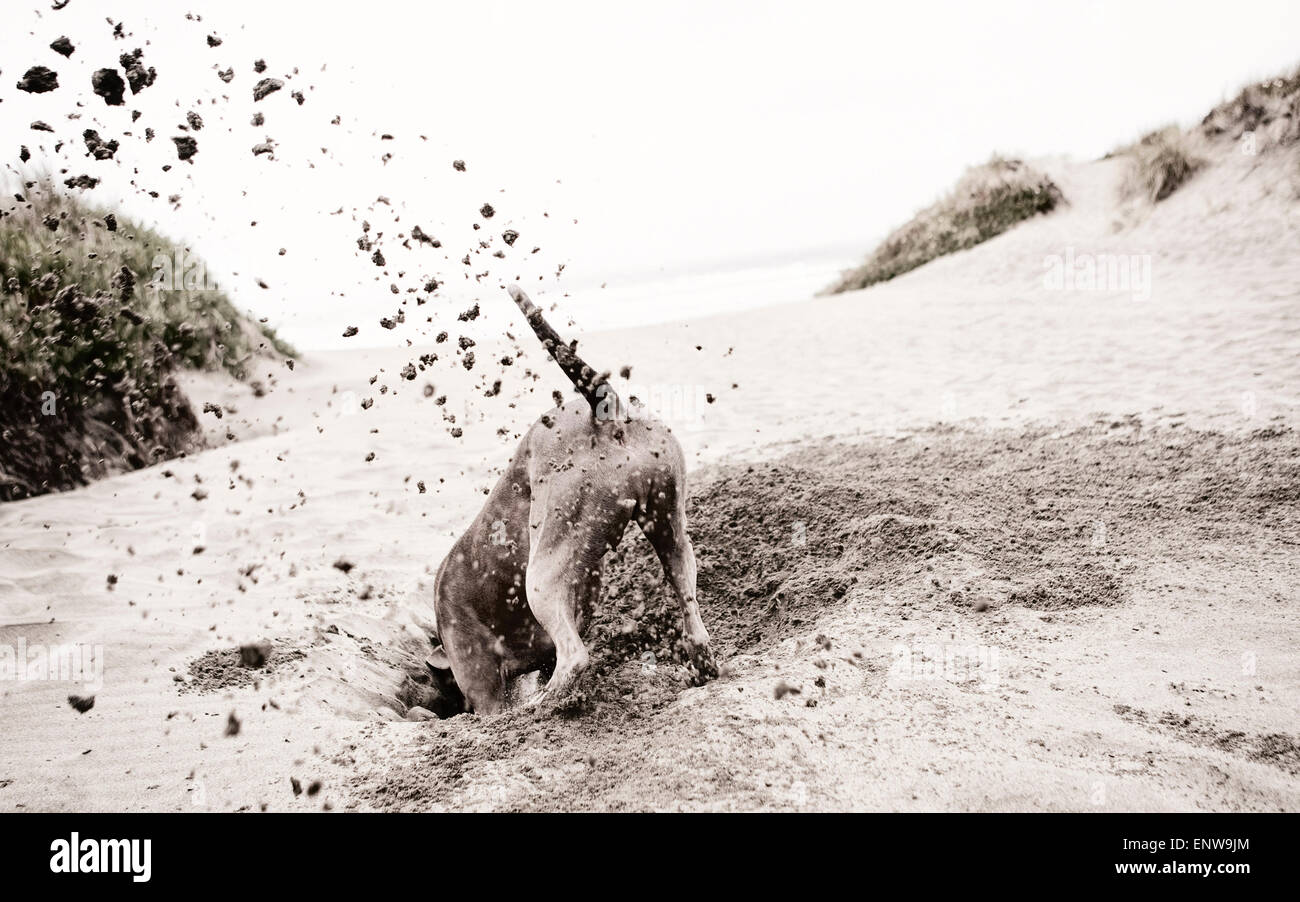 Active felice cane grande scavando furiosamente in spiaggia con sabbia volare e testa in grande buco Foto Stock