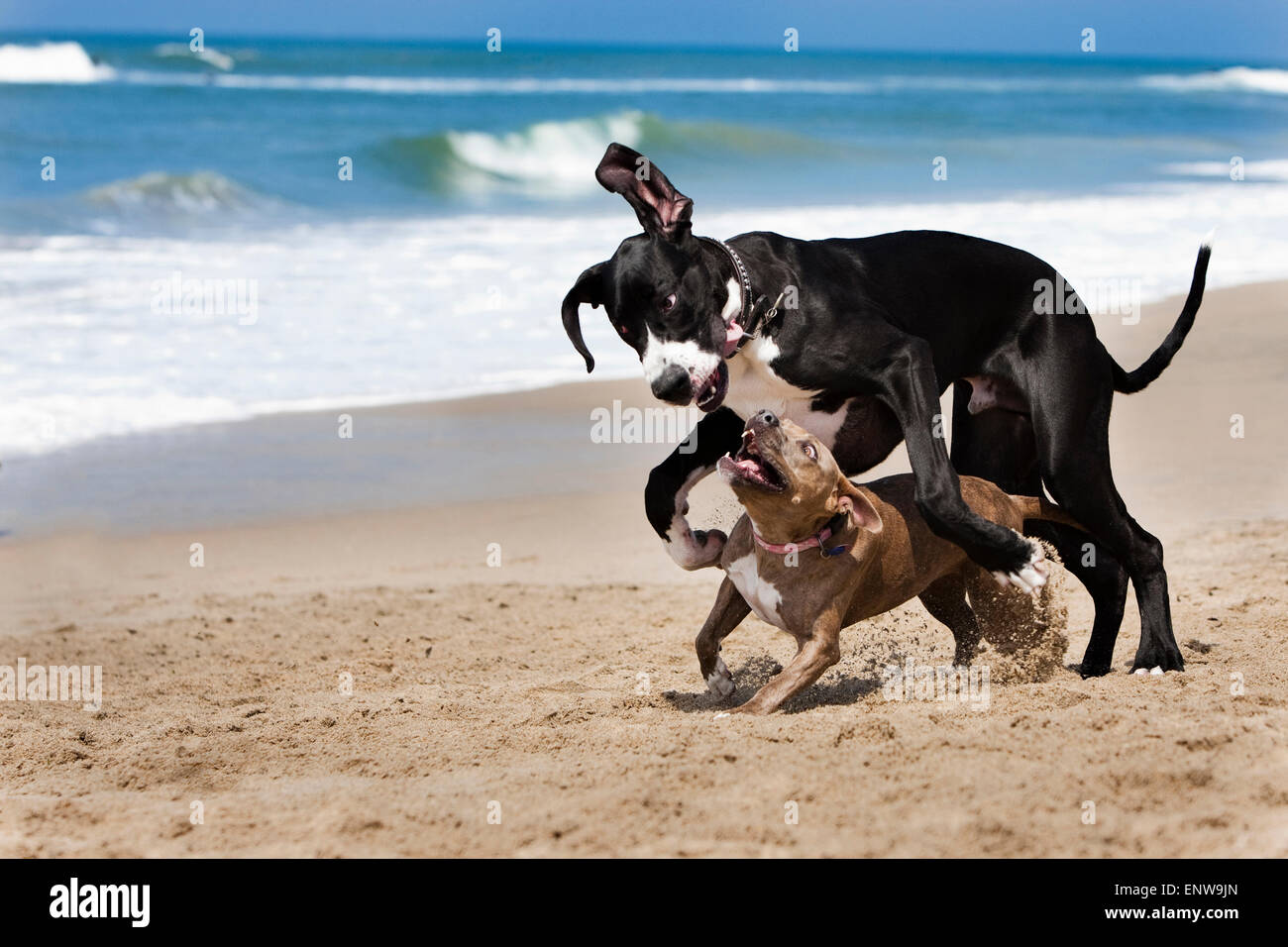 In bianco e nero un alano cane e piccoli Pitbull in esecuzione e riproduzione di disco in sabbia sulla spiaggia con vista oceano e le onde in background Foto Stock