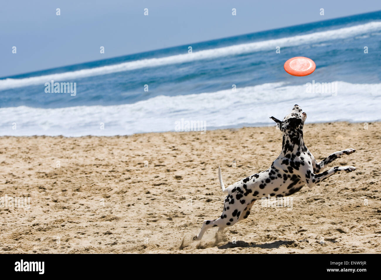 Cane dalmata correre e saltare per frisbee in spiaggia in sabbia con oceano e cielo blu in background in una giornata di sole Foto Stock