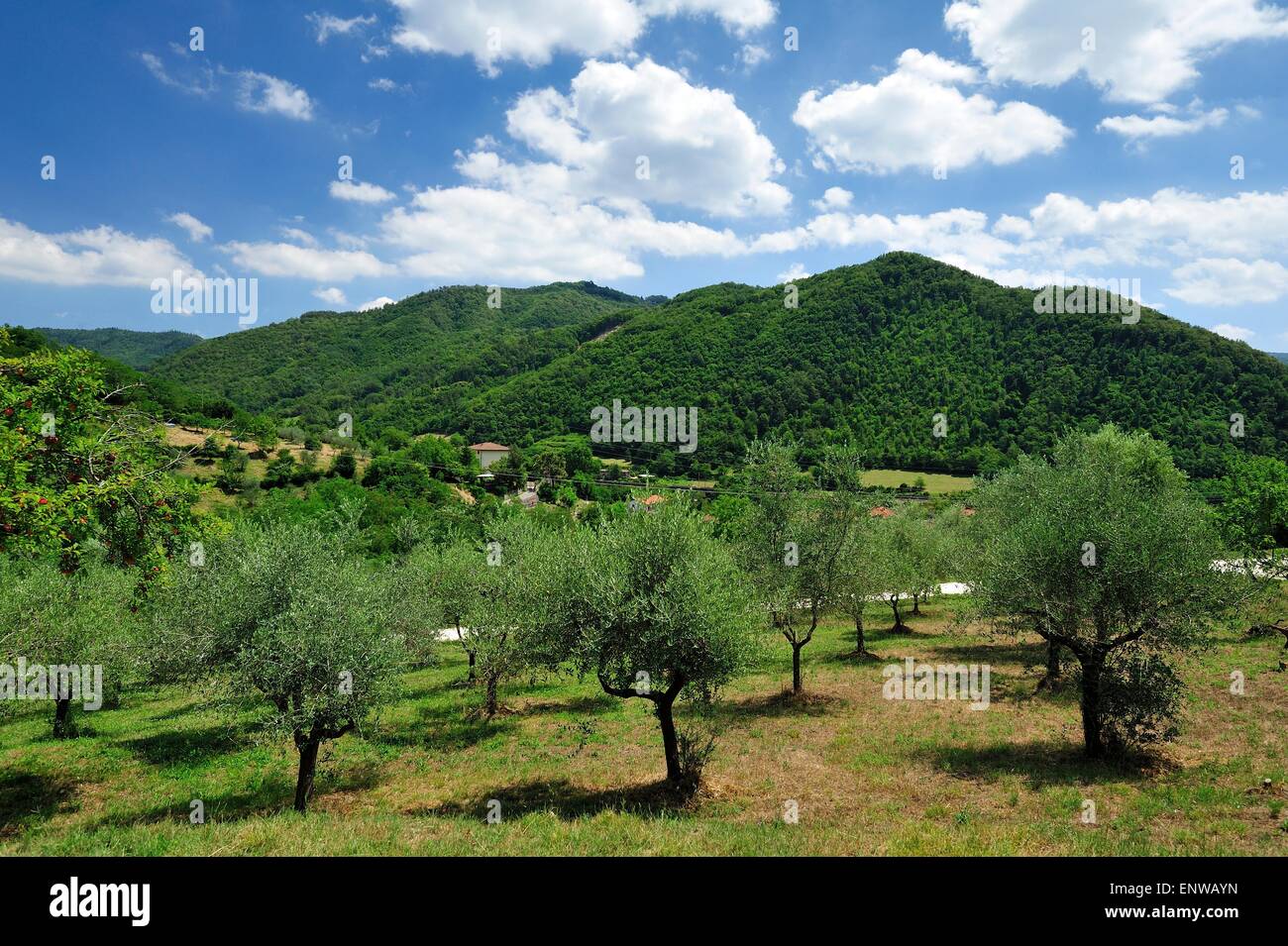 Campagna italiana Foto Stock