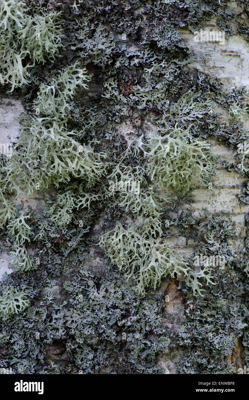 Il Lichen su un argento betulla in Scozia. Non pianta parassita come organismo Foto Stock