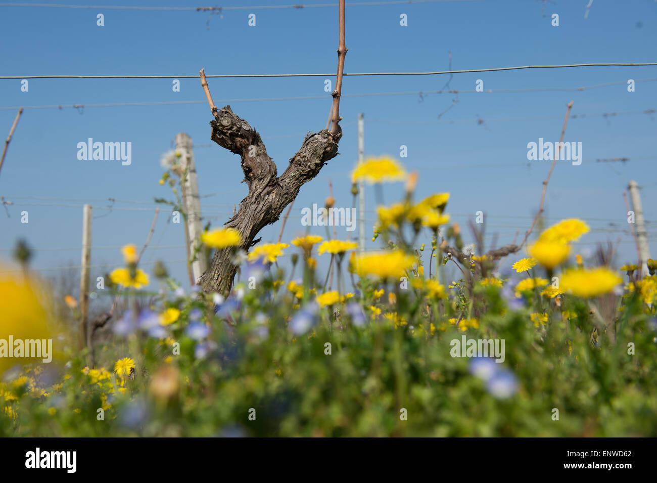 Tralci di vite in primavera-vigneto a sud-ovest della Francia, Vigna di Bordeaux Foto Stock