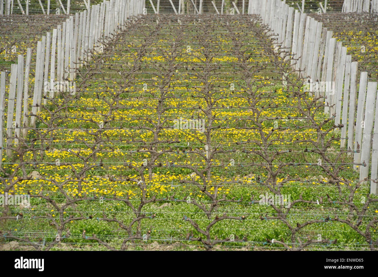 Tralci di vite in primavera-vigneto a sud-ovest della Francia, Vigna di Bordeaux Foto Stock