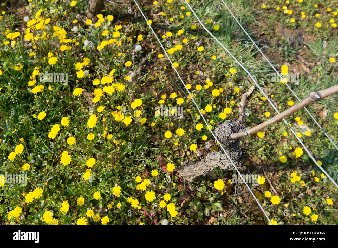 Tralci di vite in primavera-vigneto a sud-ovest della Francia, Vigna di Bordeaux Foto Stock