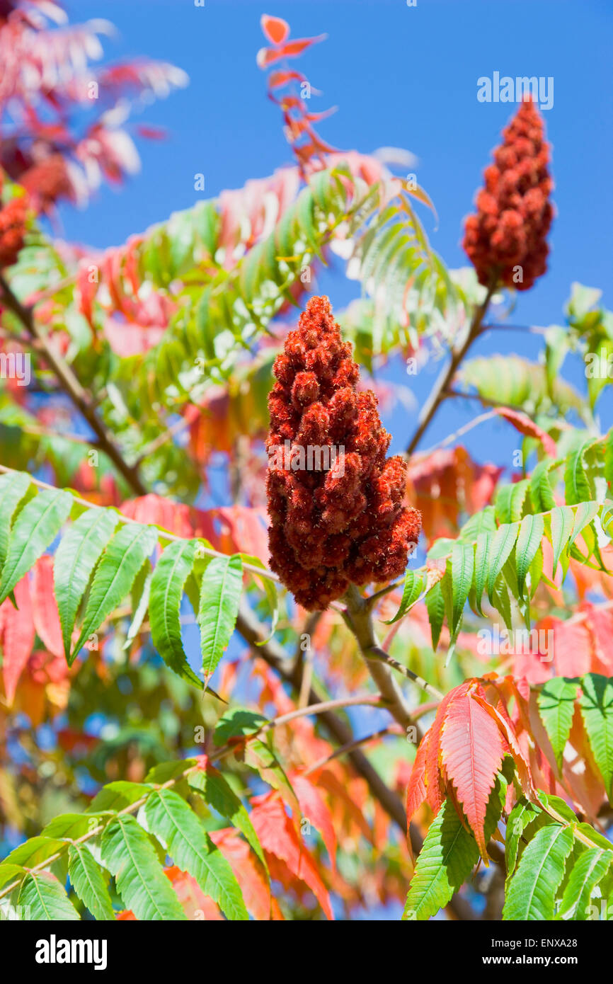 La Staghorn sumac, Rhus typhina, drupe di frutta rossa bacche sui rami di un albero in autunno contro un cielo blu. Foto Stock