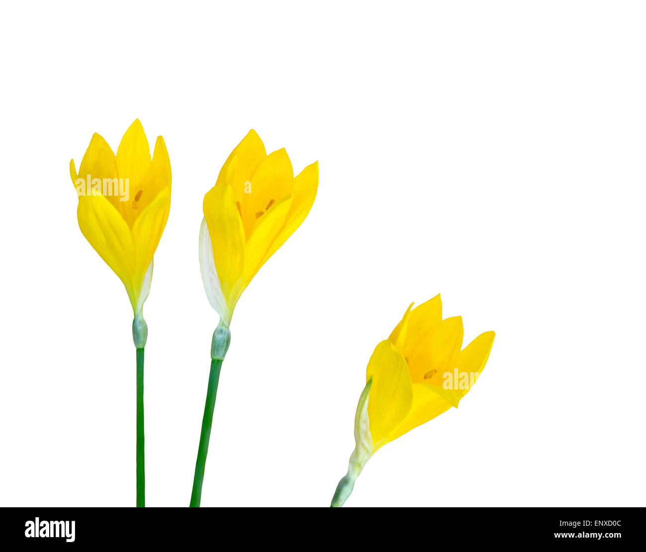Tre gialli crocus fiori isolati su bianco. Foto Stock