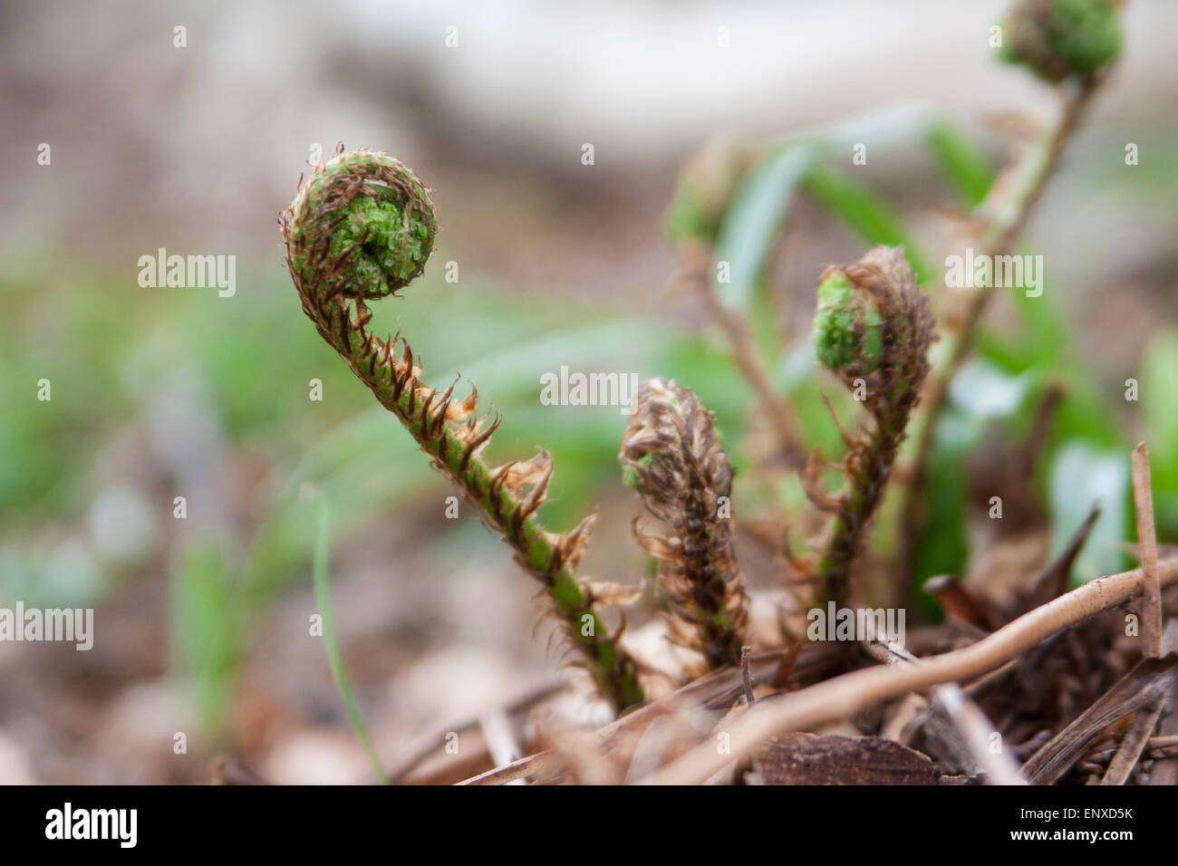 Verde su Fiddleheads Felce di bosco in primavera Foto Stock