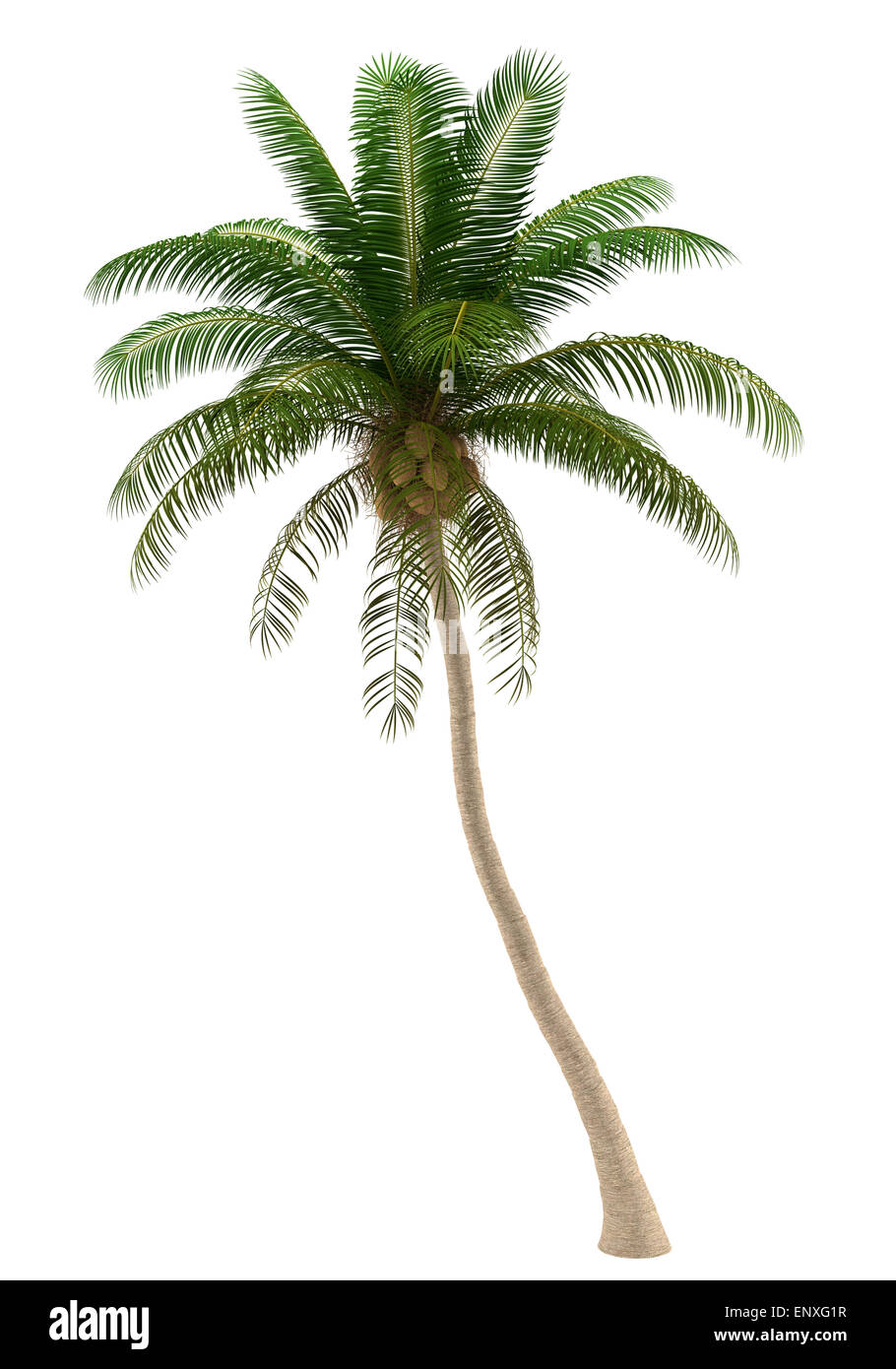 Coconut Palm tree isolati su sfondo bianco Foto Stock