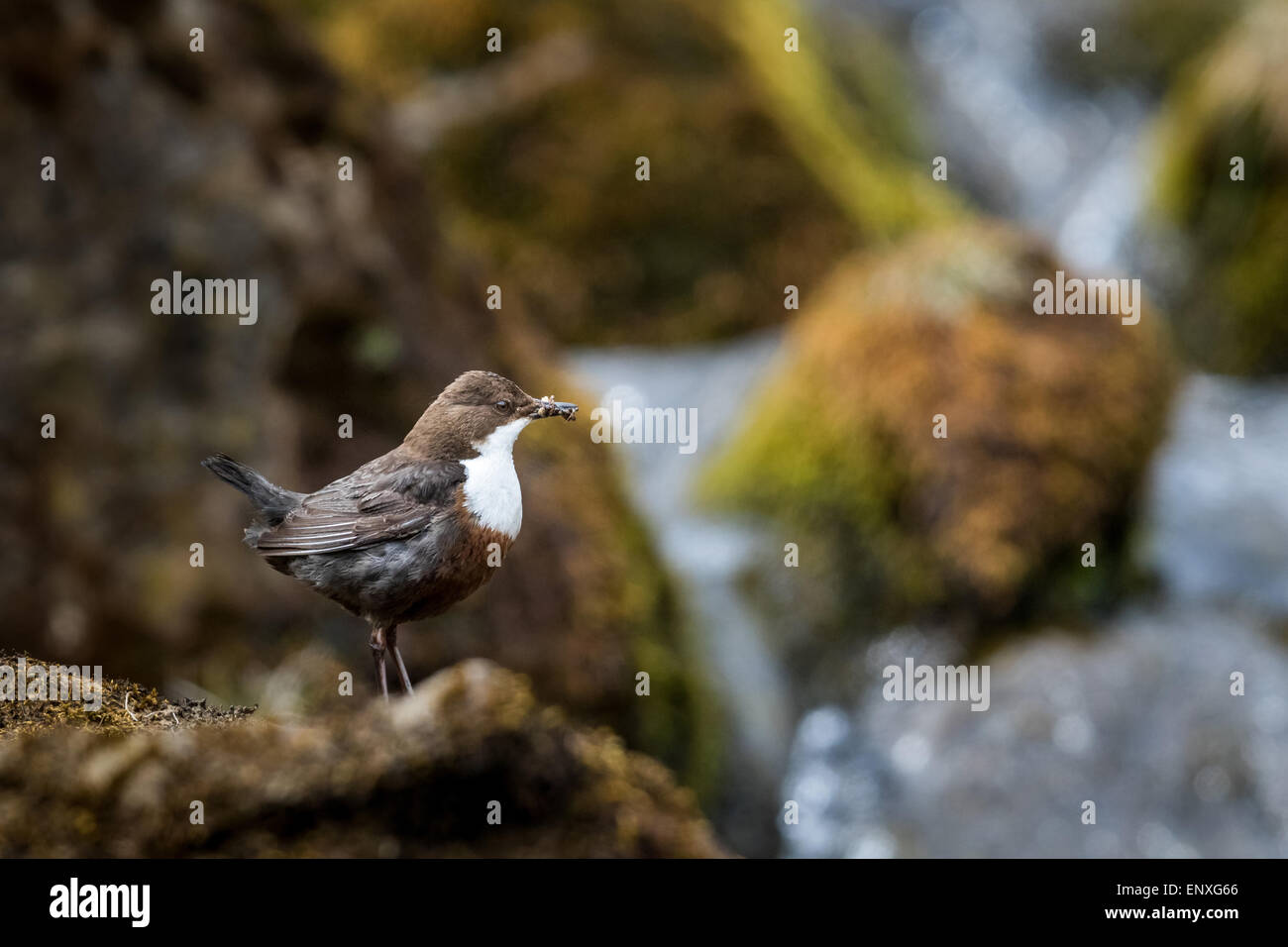 Adulto bilanciere (Cinclus cinclus) sorgeva su un piccolo fiume nel Parco Nazionale di Brecon Beacons con il cibo per i suoi giovani. Foto Stock