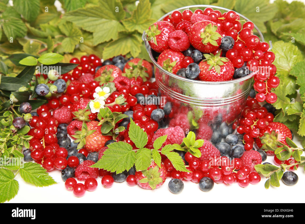 Beeren Foto Stock